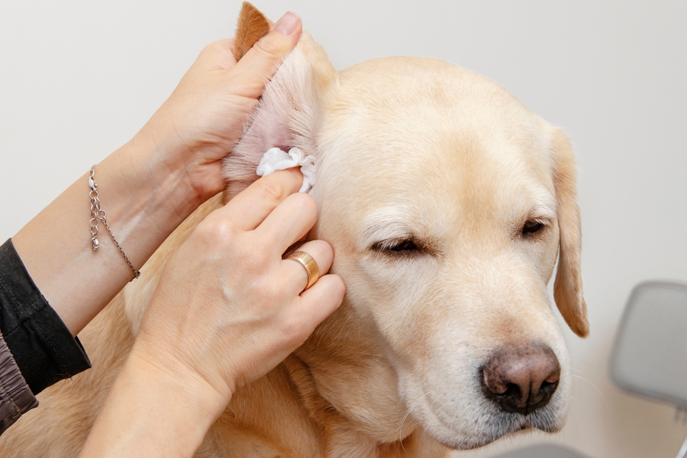how to prevent ear infections in dogs expert tips