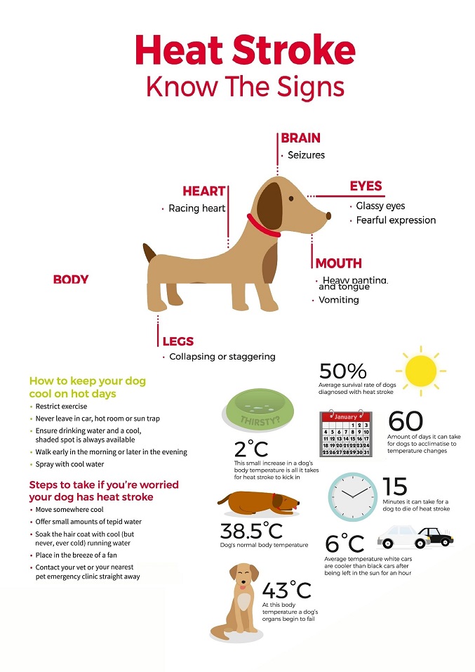 how to prevent heatstroke in dogs essential tips