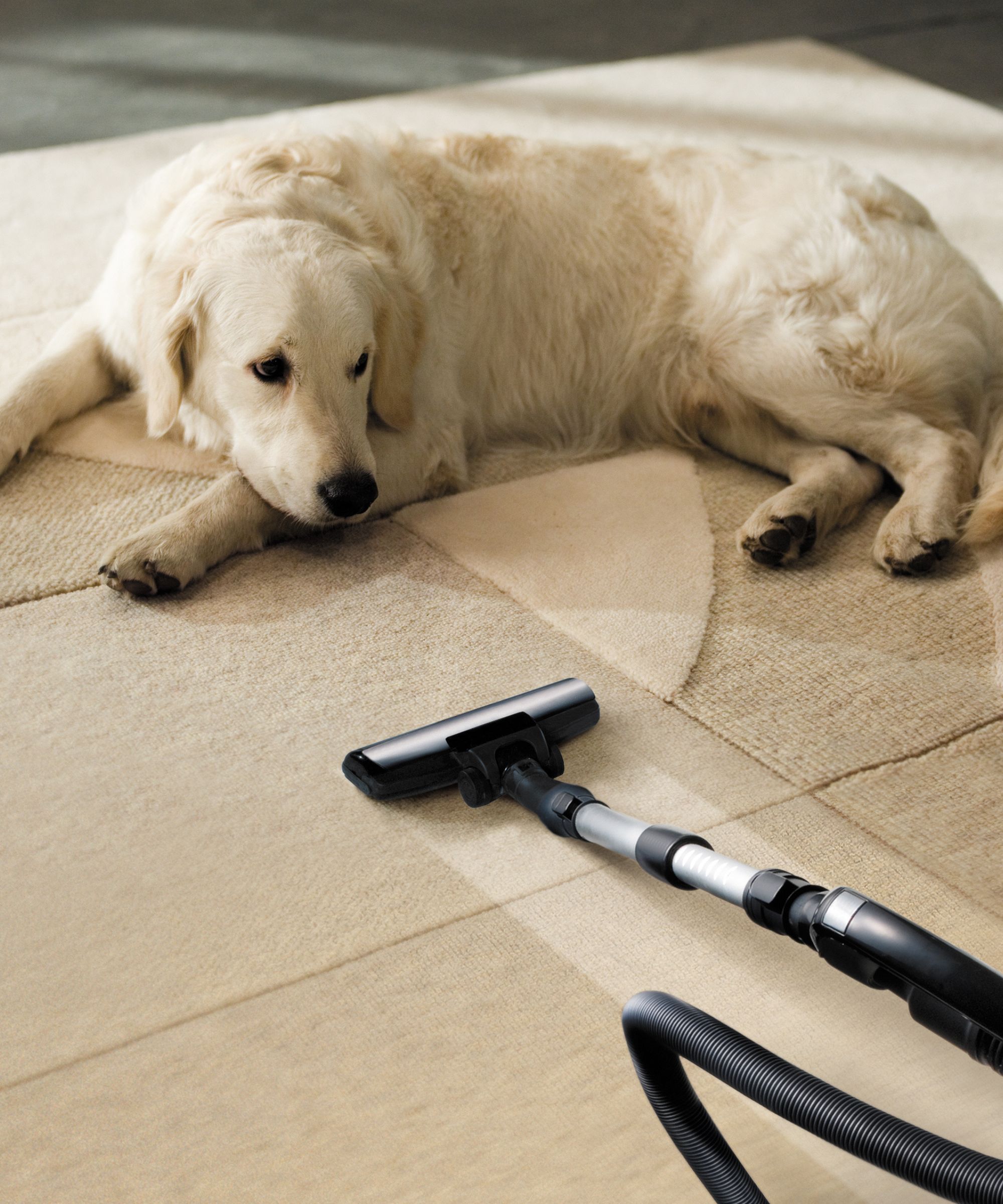 How to Reduce Dog Dander in Your Home: Easy Tips & Tricks