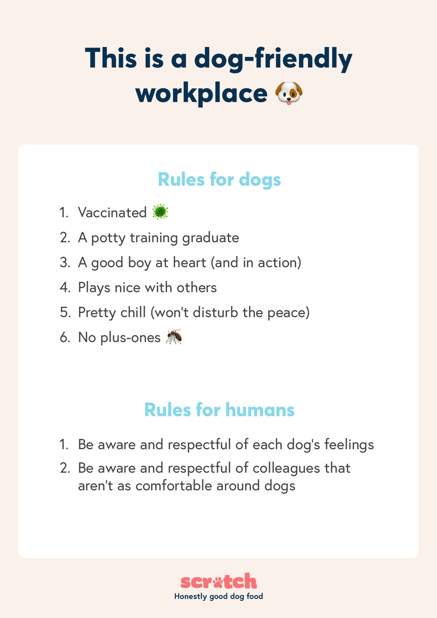 how to set up a dog friendly workspace easy tips