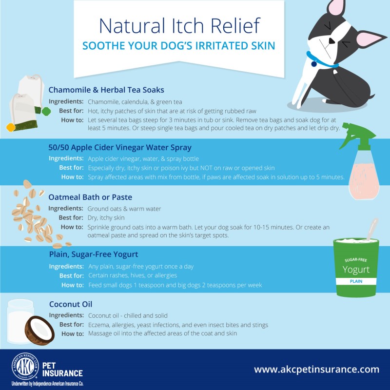 how to soothe a dogs itchy skin quick relief tips