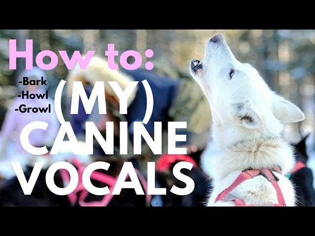 How to Sound Like a Dog: Master Canine Vocals!