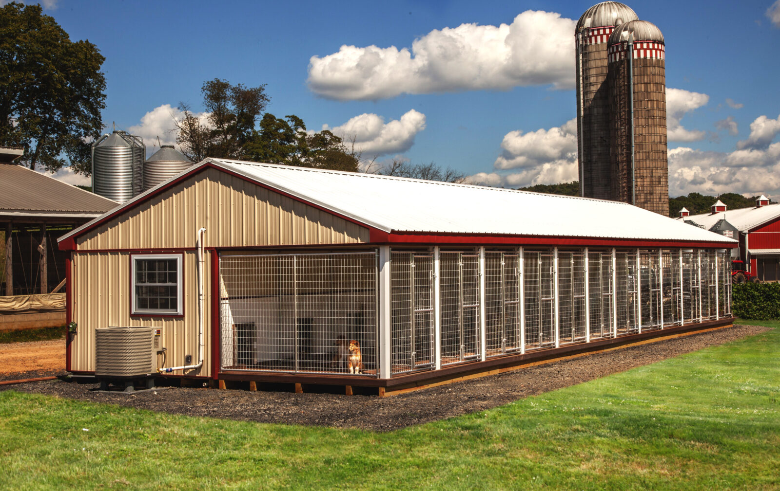 how to start a kennel for breeding dogs ultimate guide