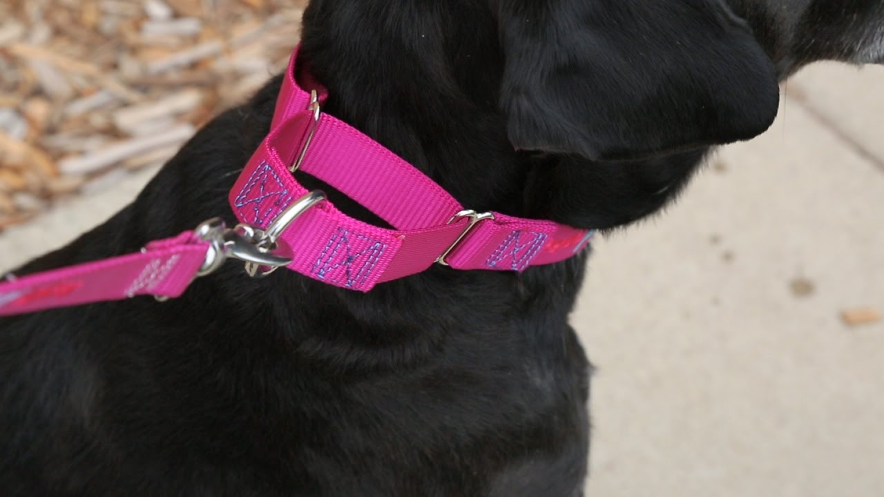 How to Take Dog Collar off Easily and Safely