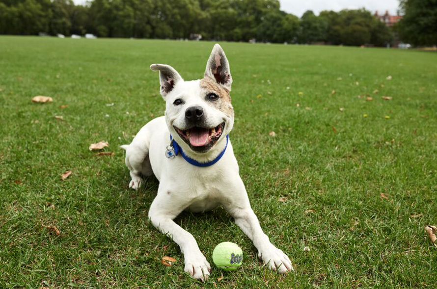How to Teach a Dog to Drop It: Expert Tips for Success