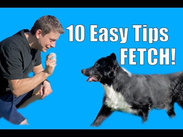 how to teach a dog to fetch easy training tips