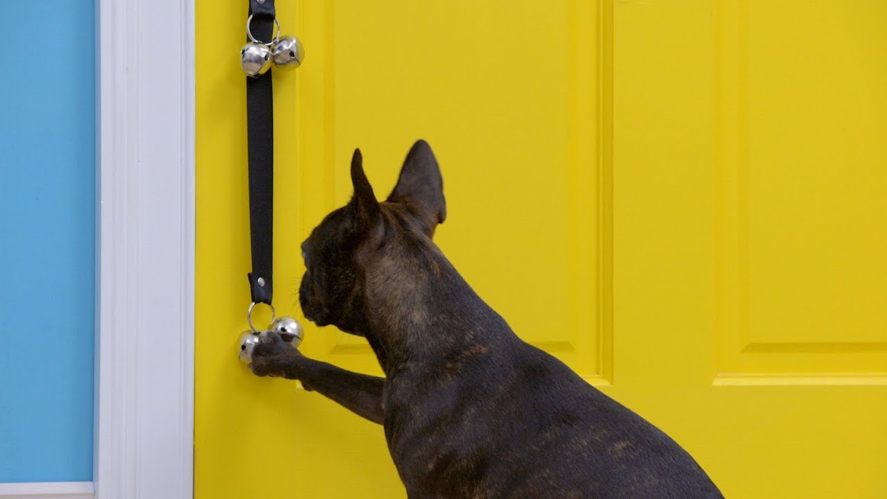 How to Teach a Dog to Ring a Bell to Go Outside: Easy Steps