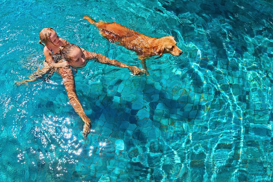 How to Teach a Dog to Swim: Easy & Fun Guide
