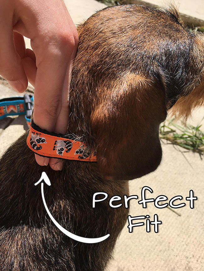 How to Tell If Dog Collar is Too Small: Quick Guide