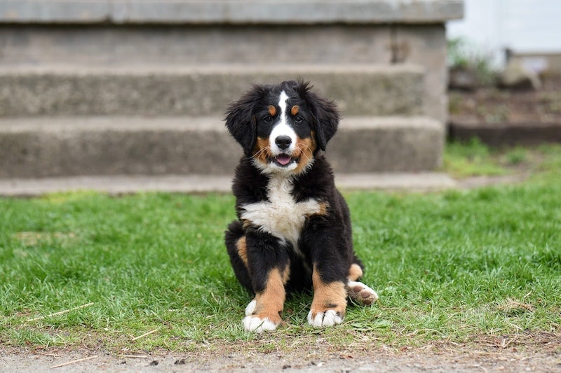 how to train a bernese mountain dog proven tips