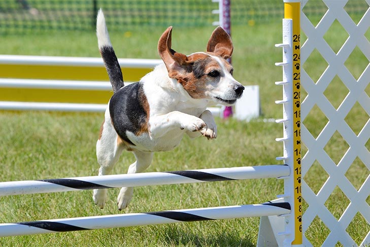 How to Train a Dog for Agility: Expert Tips & Tricks