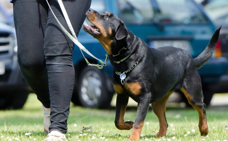 how to train a dog for search and rescue expert tips 1
