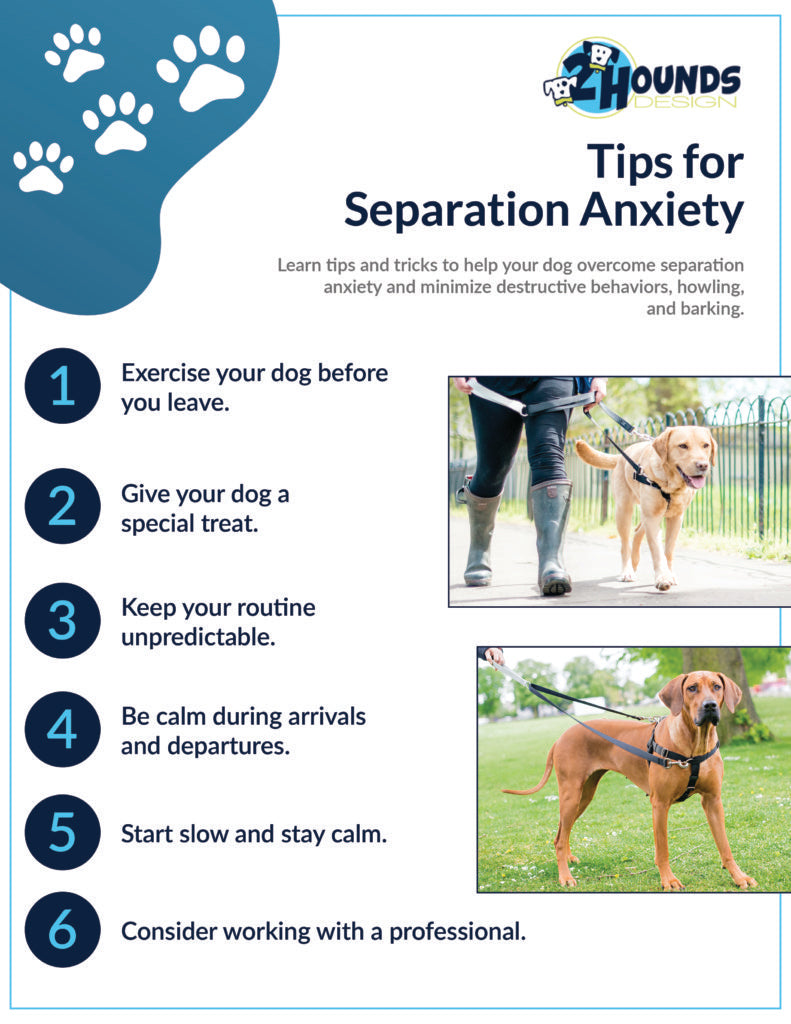How to Train a Dog for Separation Anxiety: Expert Tips & Tricks