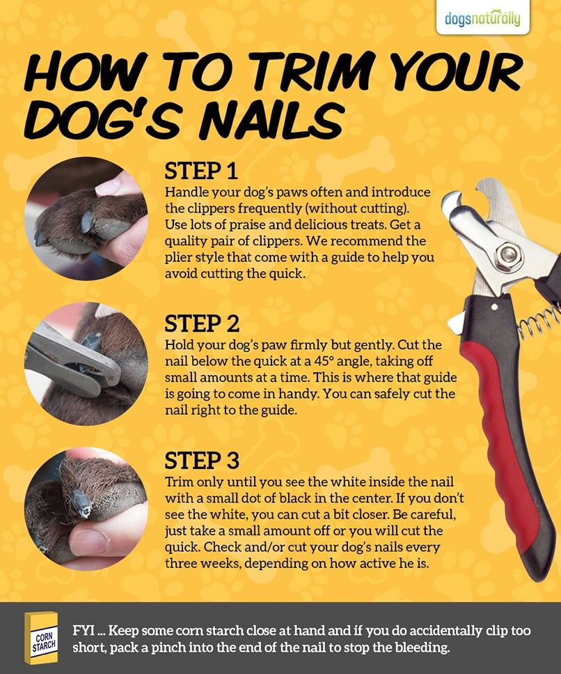 How to Train a Dog to Accept Nail Trimming: Easy Steps