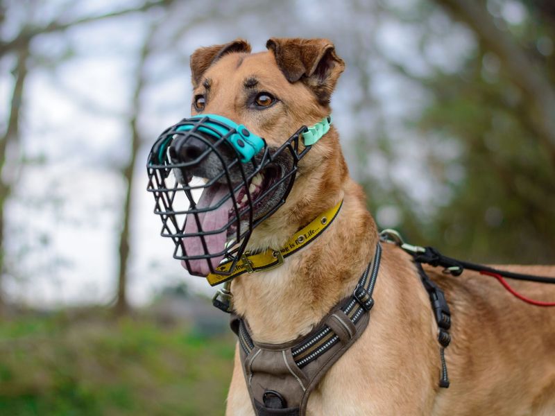 How to Train a Dog to Accept Wearing a Muzzle: Easy Steps