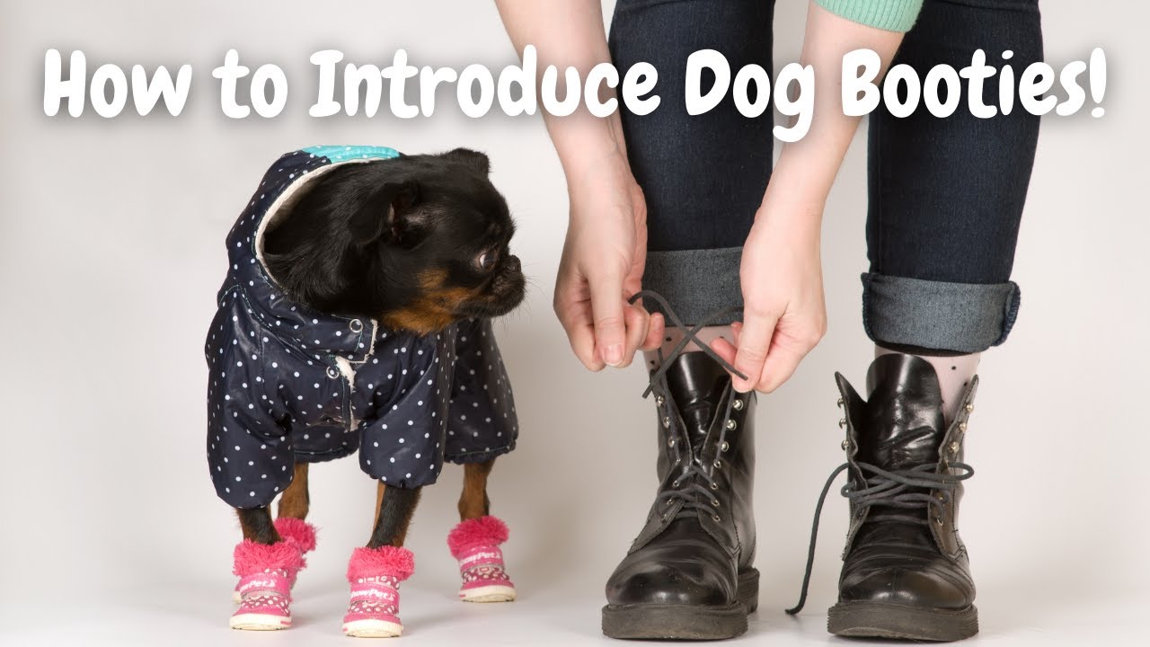 How to Train a Dog to Accept Wearing Boots: Easy Steps