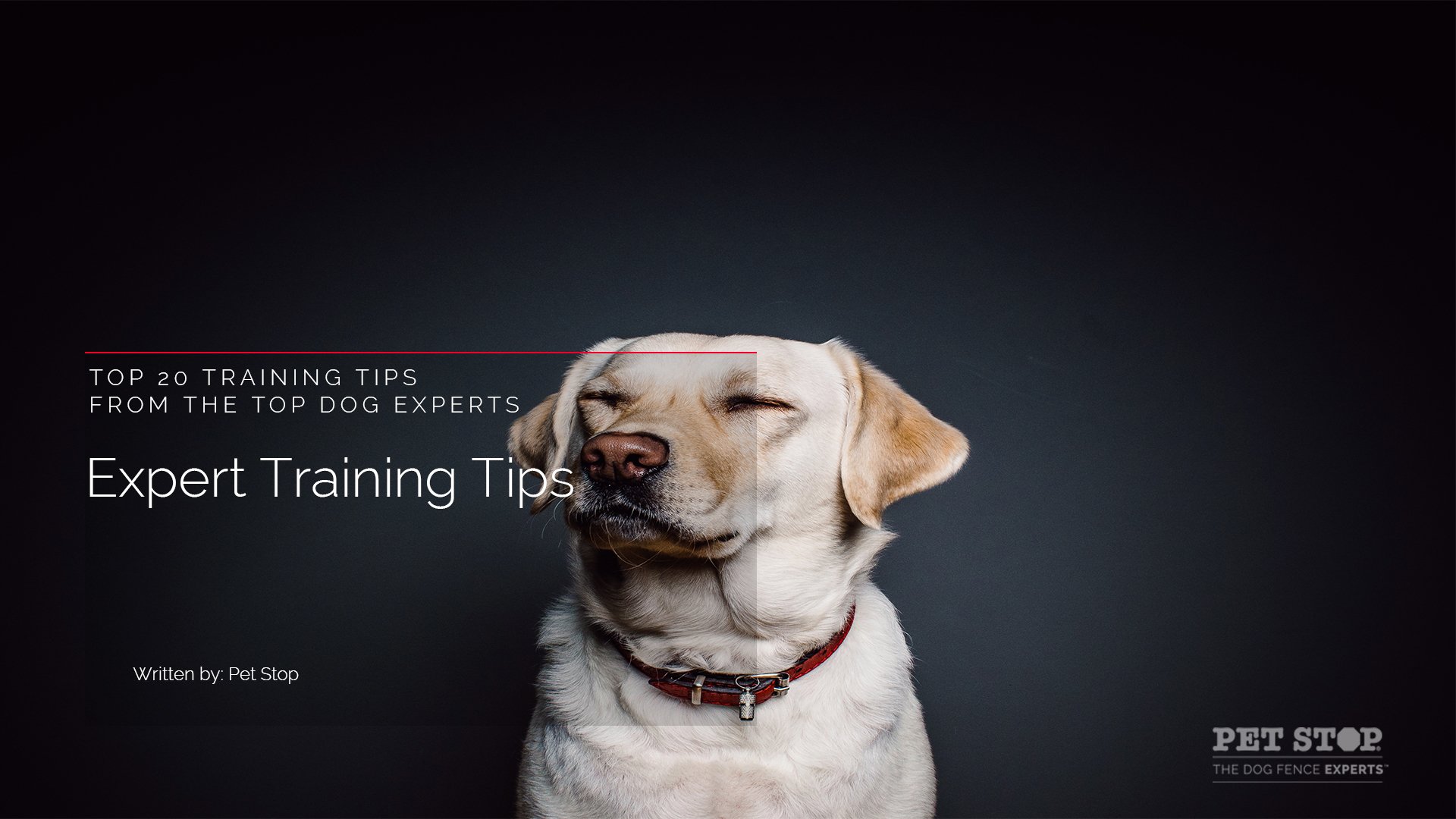 How to Train a Dog to Avoid Certain Areas: Expert Tips