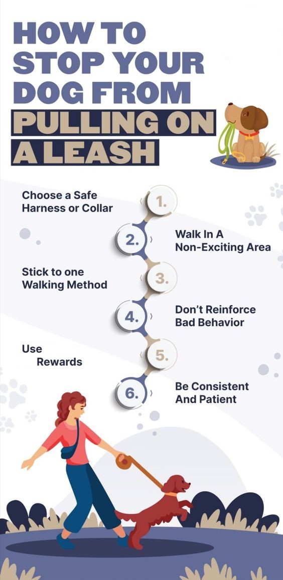 How to Train a Dog to Avoid Off-Limit Areas: 5 Pro Tips