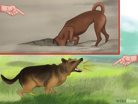 How to Train a Dog to Avoid Wild Animals: Expert Tips