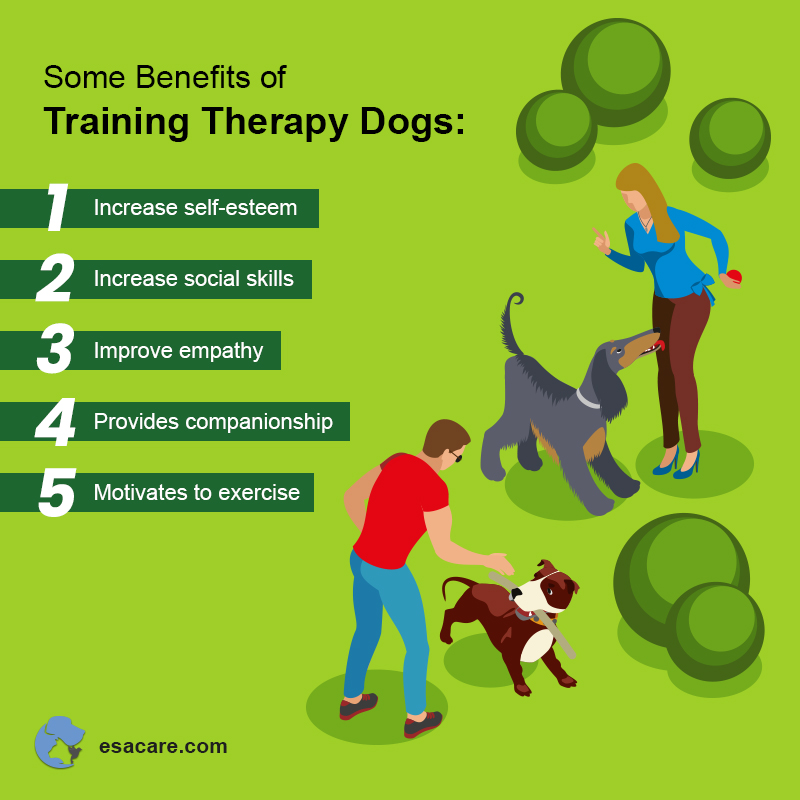 How to Train a Dog to Be a Therapy Dog: Easy Steps