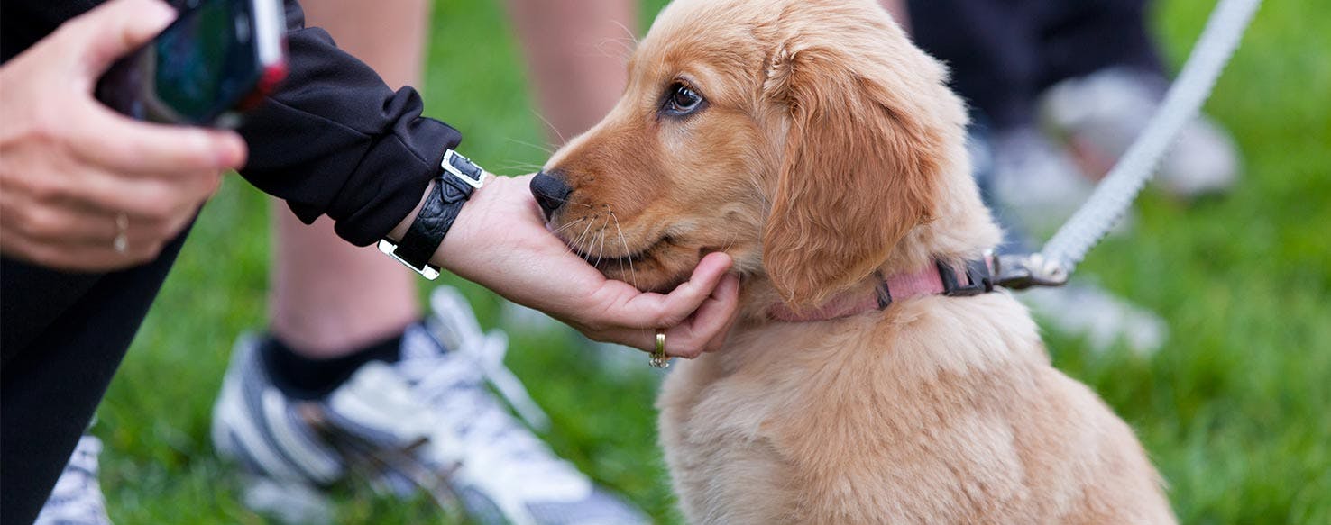 how to train a dog to be calm around strangers pro tips