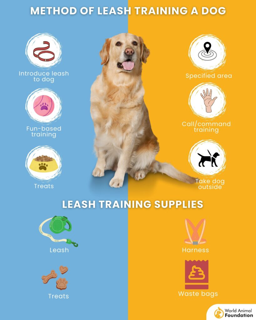 how to train a dog to be off leash in public expert tips