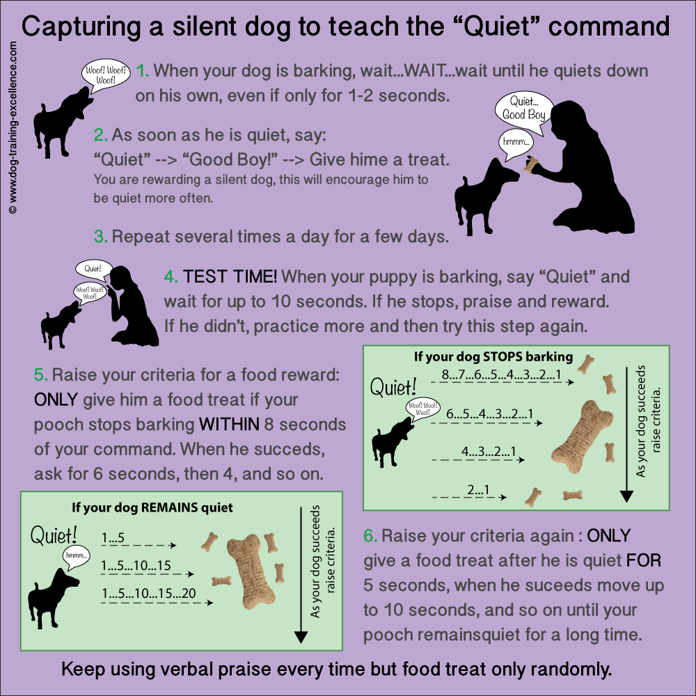 How to Train a Dog to Be Quiet on Command: Quick Guide