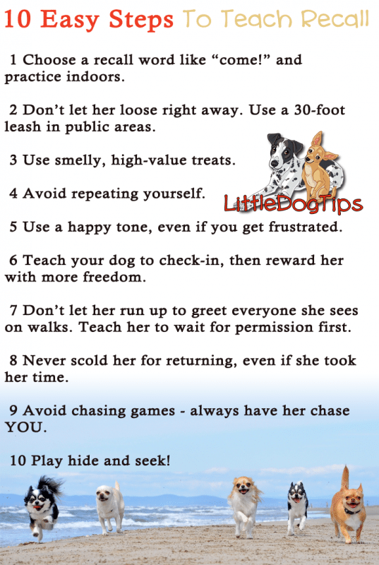 How to Train a Dog to Come When Called: Quick Tips