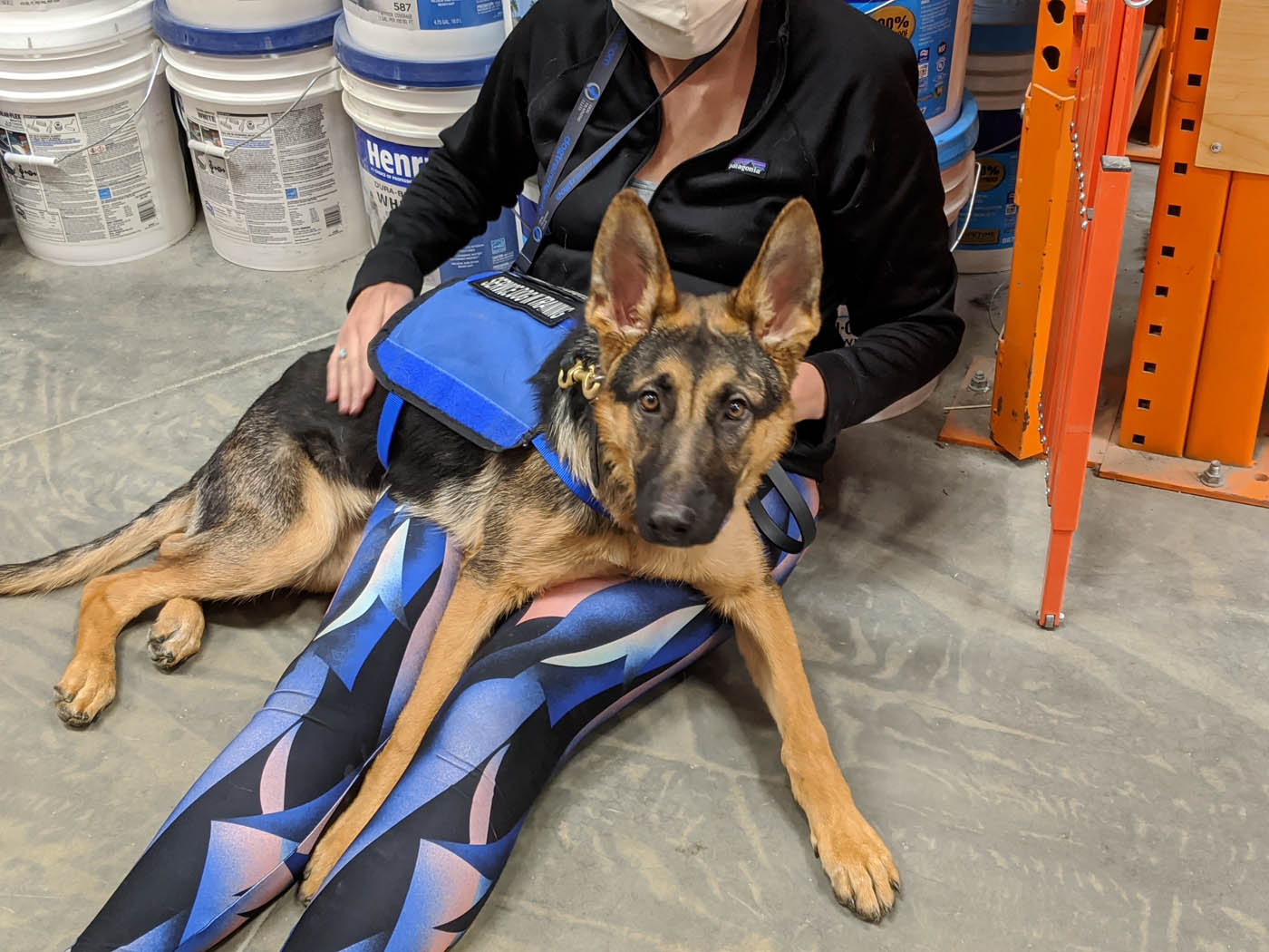 How to Train a Dog to Detect Seizures: Expert Guide