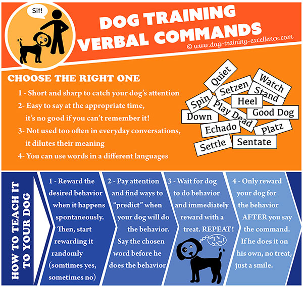 How to Train a Dog to Follow Voice Commands: Easy Steps