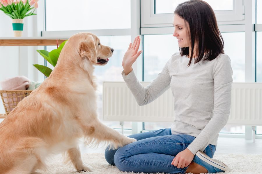 How to Train a Dog to Greet Visitors Politely: Pro Tips