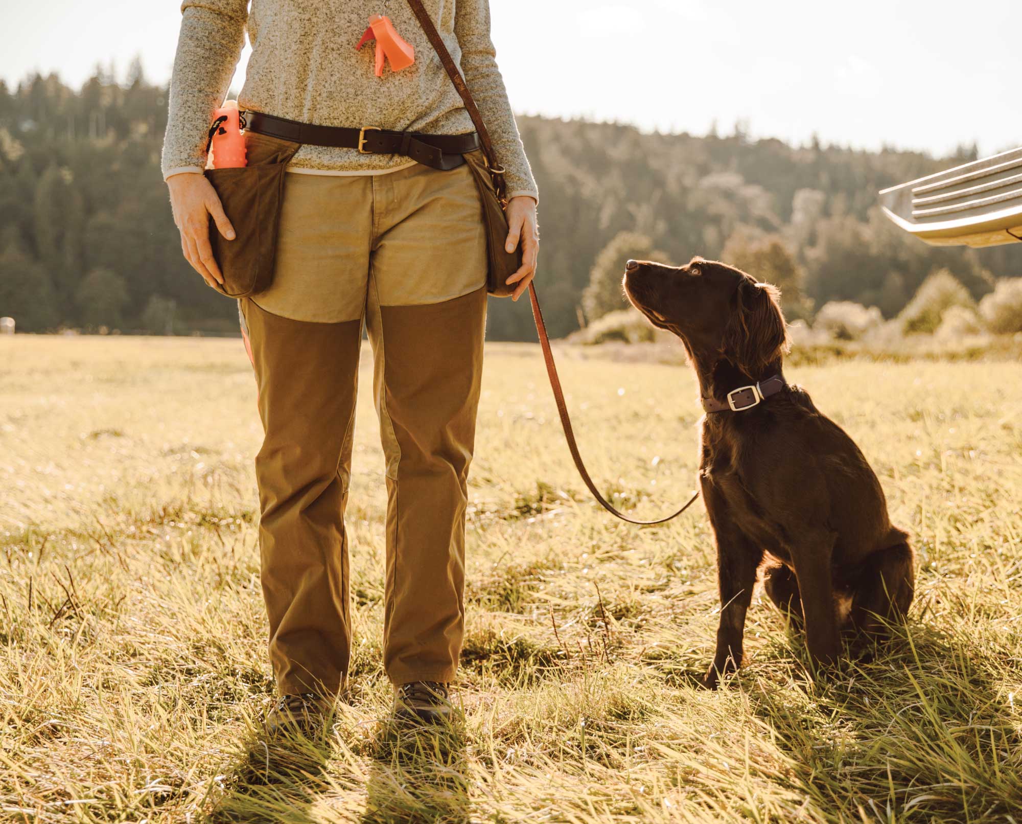 How to Train a Dog to Heel: Easy & Effective Methods