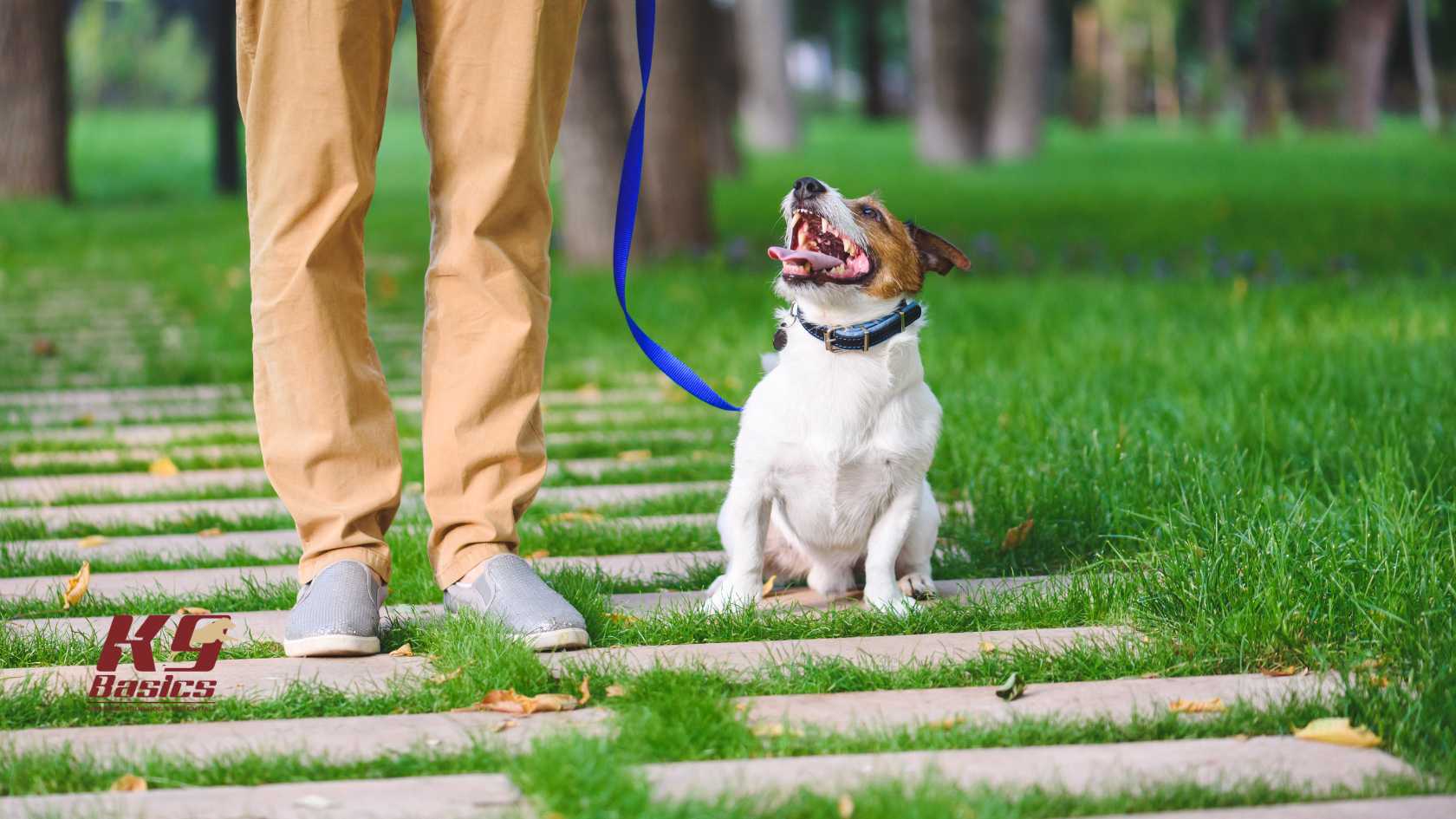 How to Train a Dog to Ignore Distractions on Walks