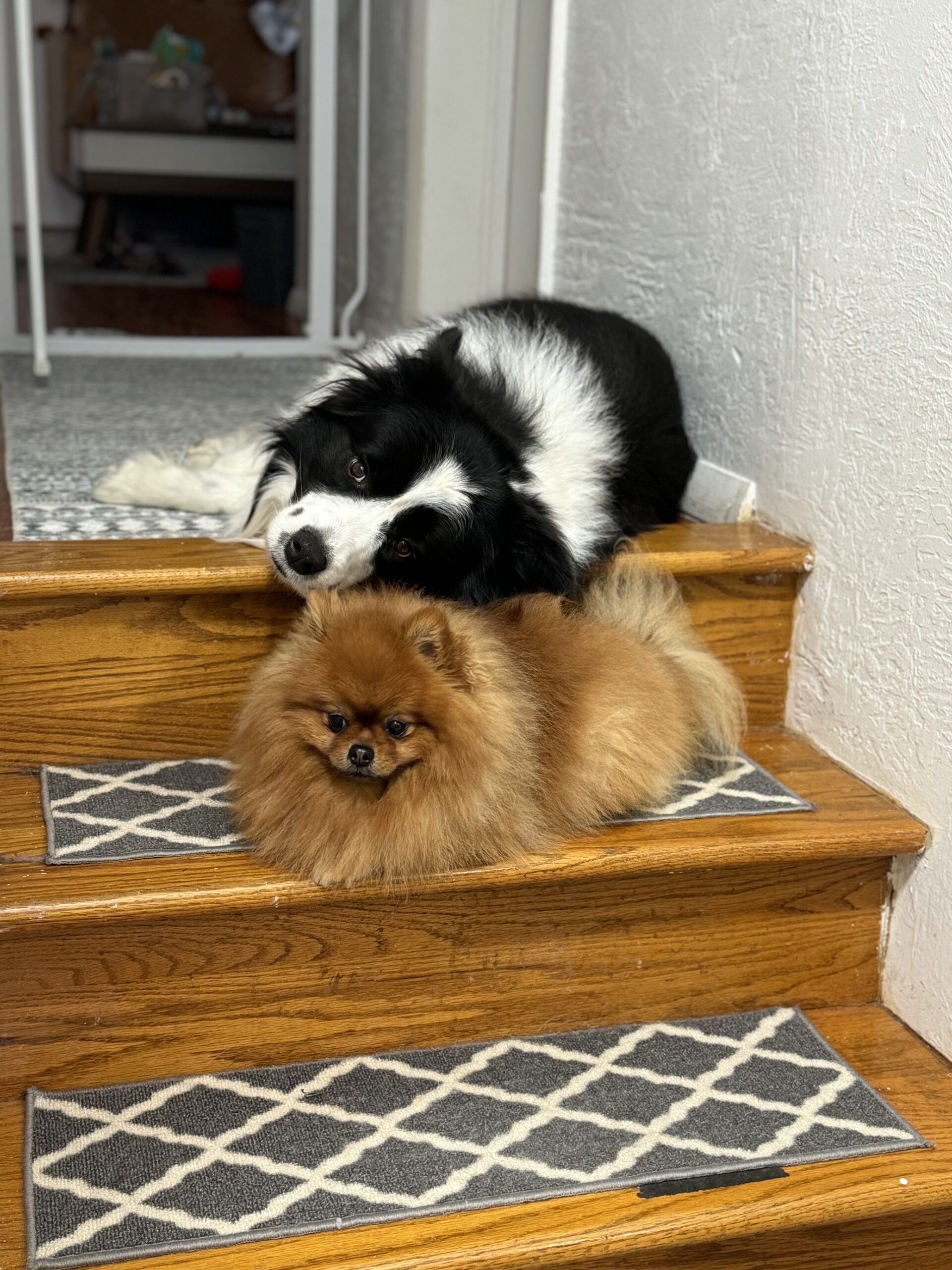 How to Train a Dog to Navigate Stairs Safely: A Step-by-Step Guide