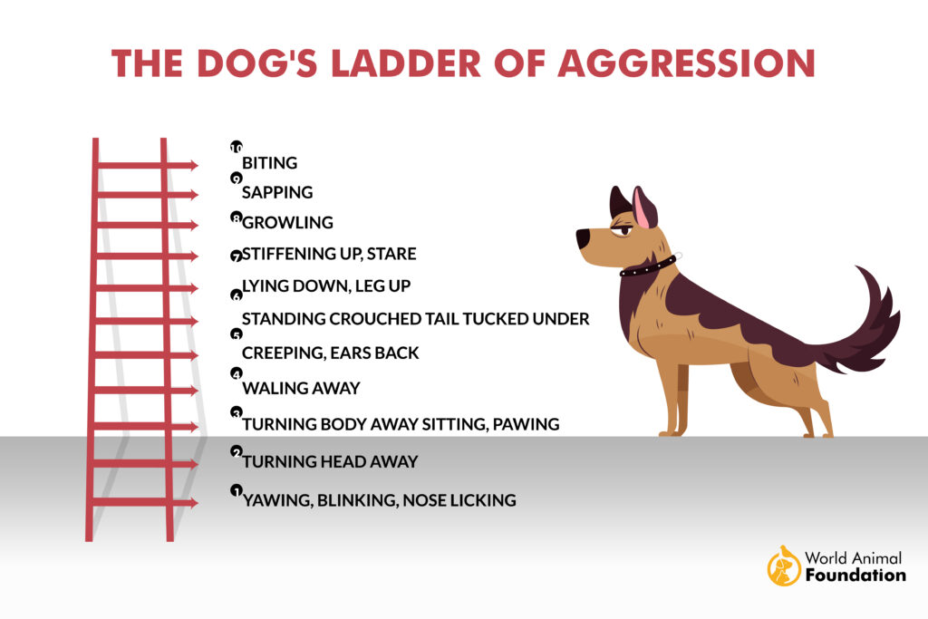 How to Train a Dog to Not Be Aggressive: Expert Tips