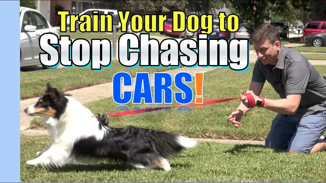 How to Train a Dog to Not Chase Cars: Expert Tips