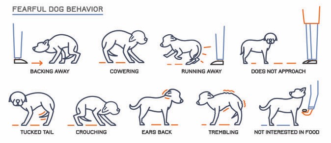 How to Train a Dog to Not Fear Loud Noises: Fearless Fido Guide