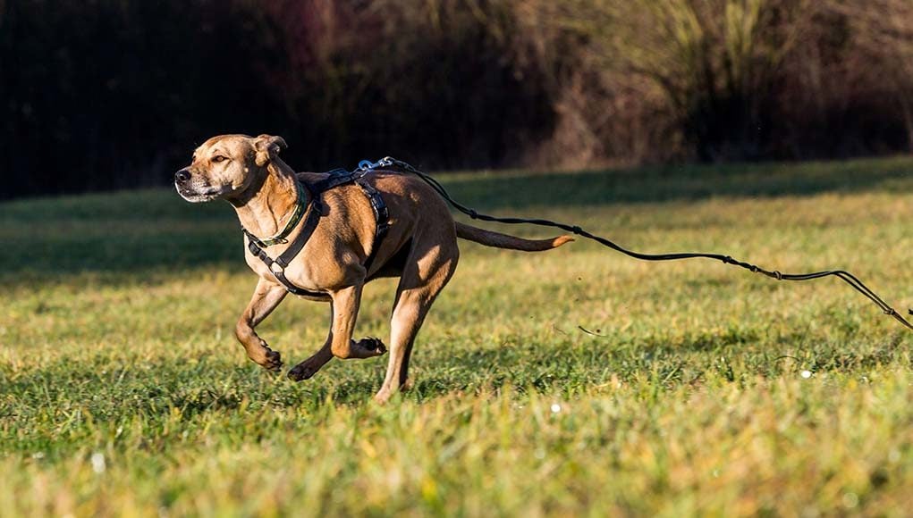 how to train a dog to not run away proven tips and tricks