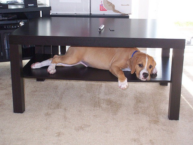 How to Train a Dog to Respect Boundaries: A Step-by-Step Guide