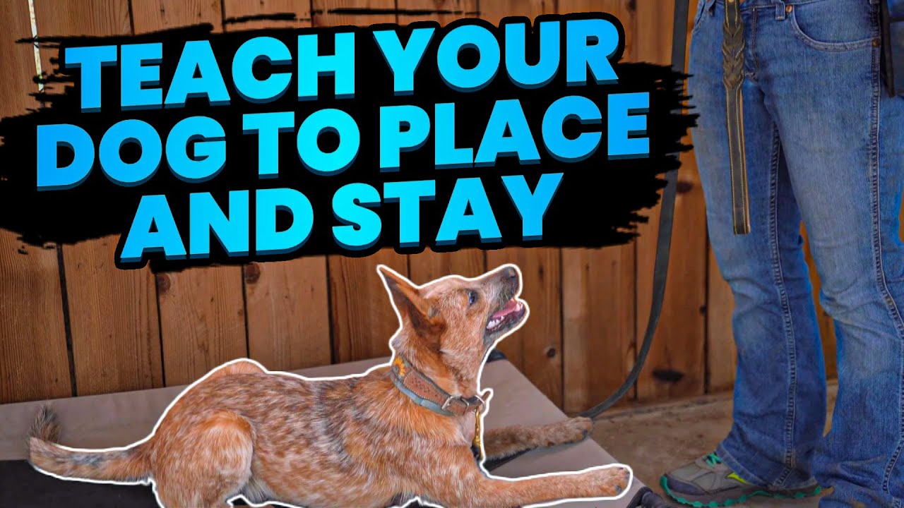 How to Train a Dog to Stay: Expert Tips for Success