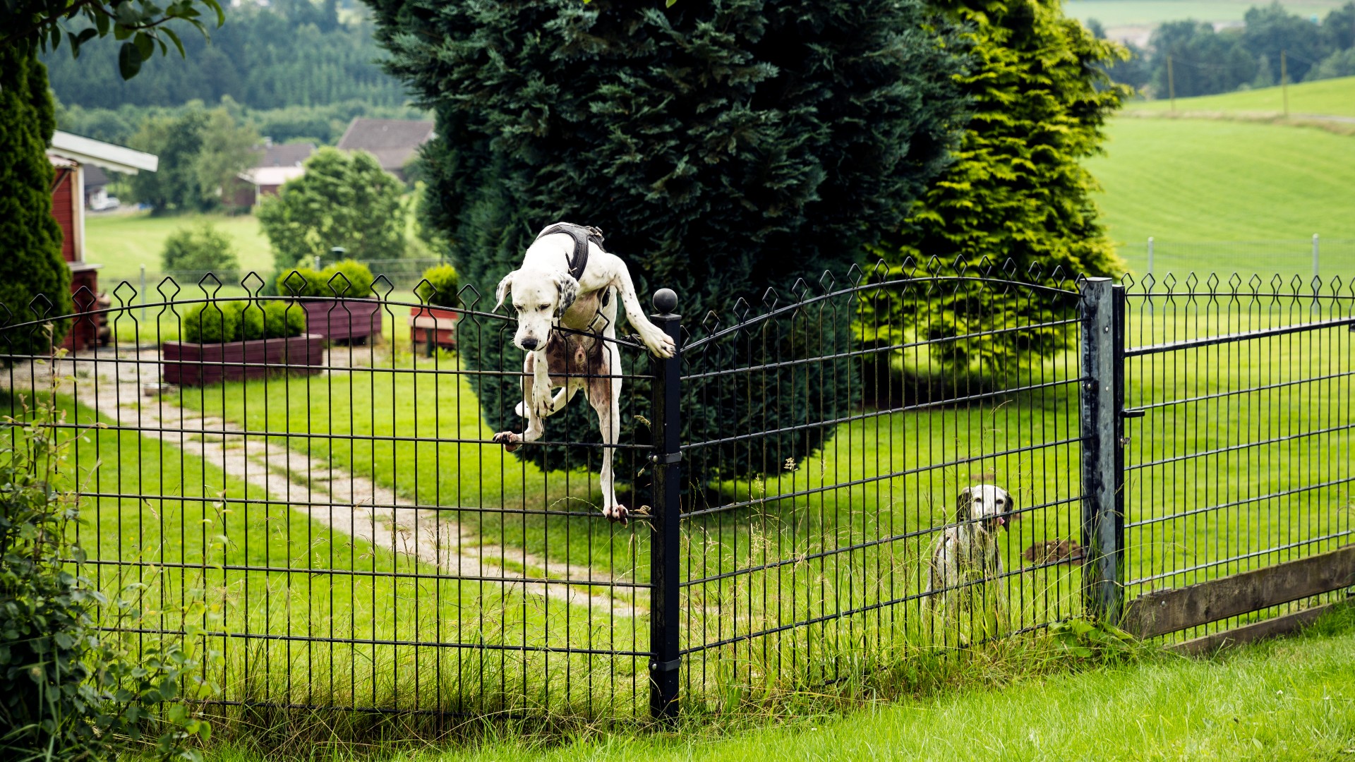 How to Train a Dog to Stay in a Fenced Yard: Expert Tips