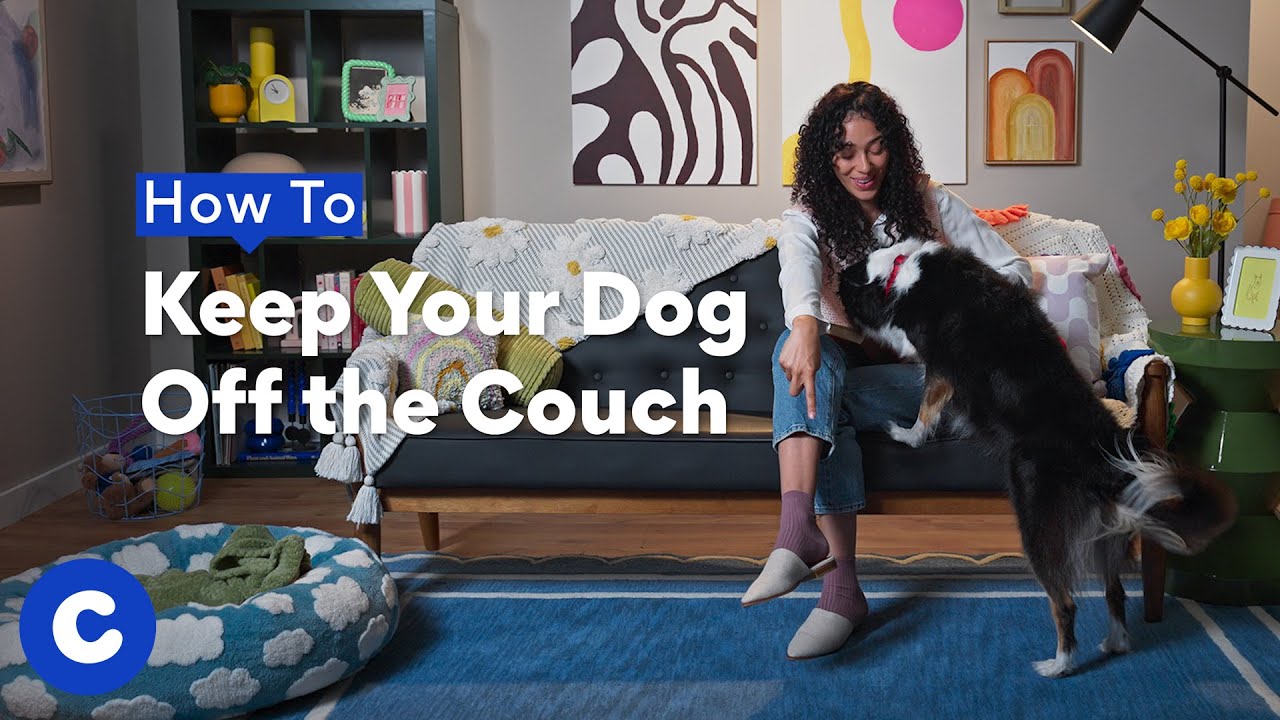 how to train a dog to stay off furniture expert tips