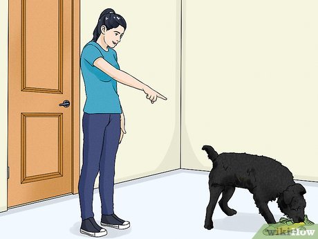How to Train a Dog to Stop Barking at the Door: Expert Tips