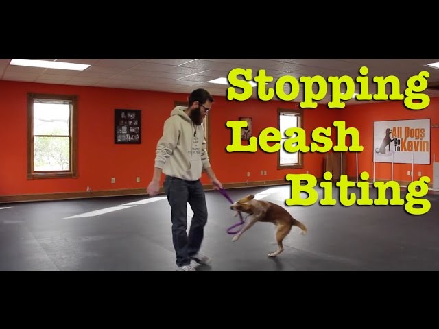 How to Train a Dog to Stop Biting the Leash: Quick Fixes