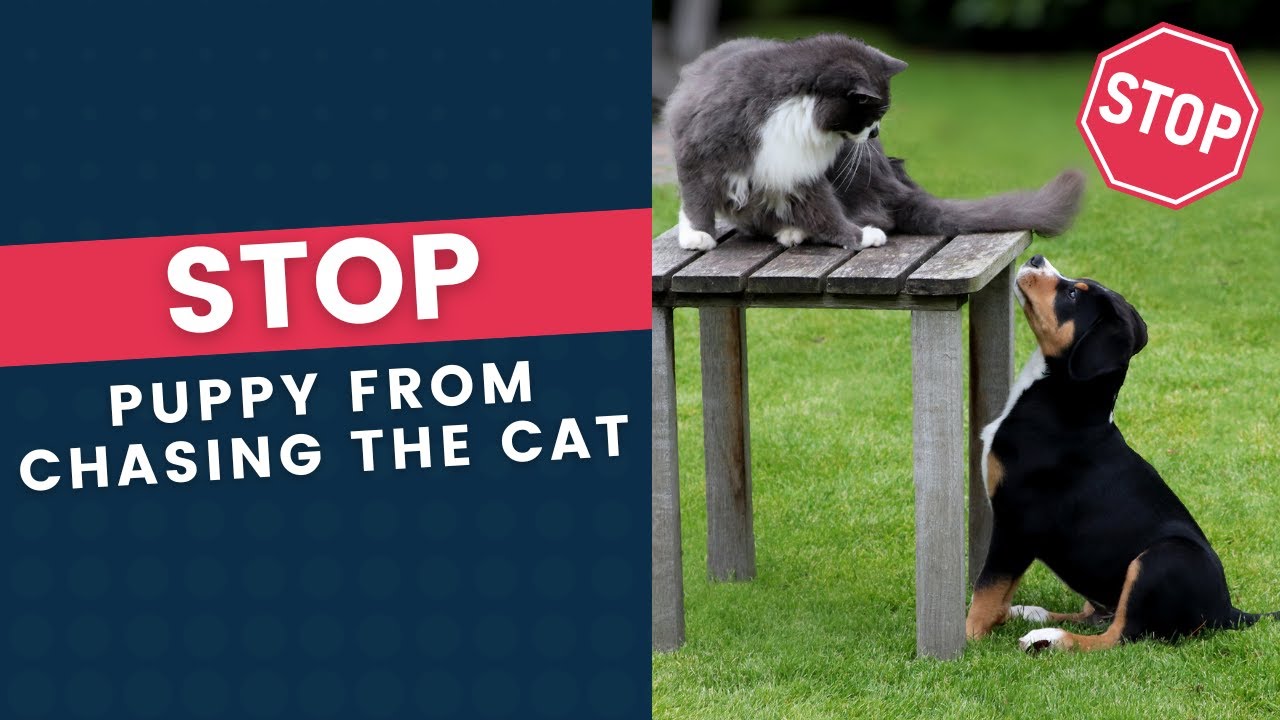 How to Train a Dog to Stop Chasing Cats: Quick Tips