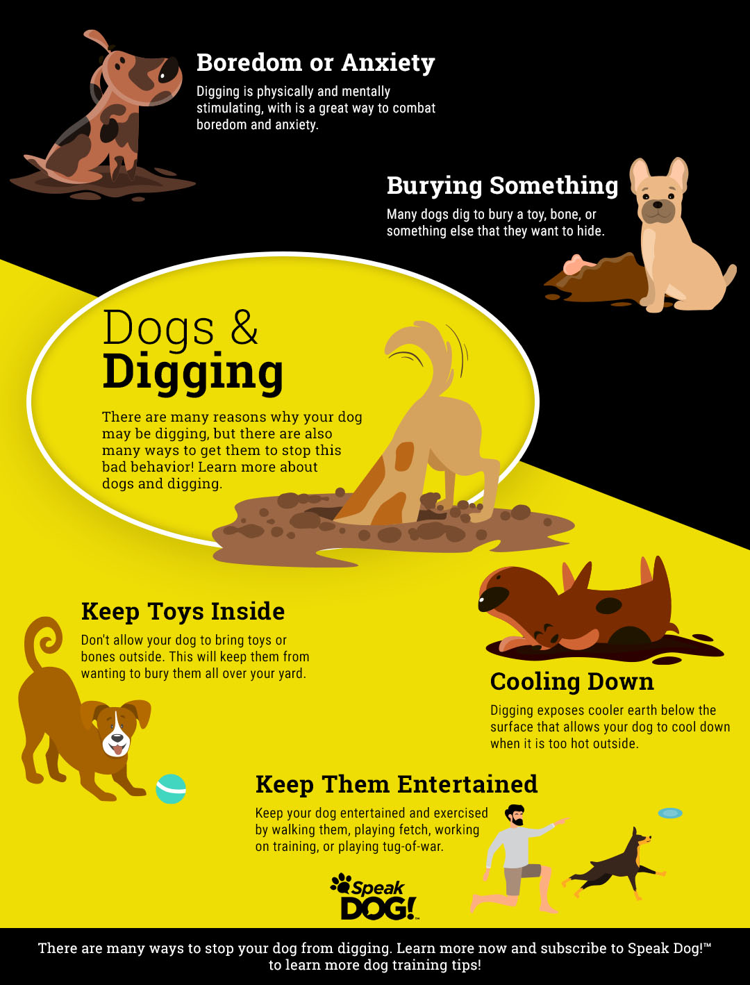 How to Train a Dog to Stop Digging: Quick Fixes & Tips