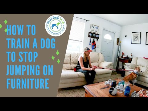 How to Train a Dog to Stop Jumping on Furniture: Effective Tips