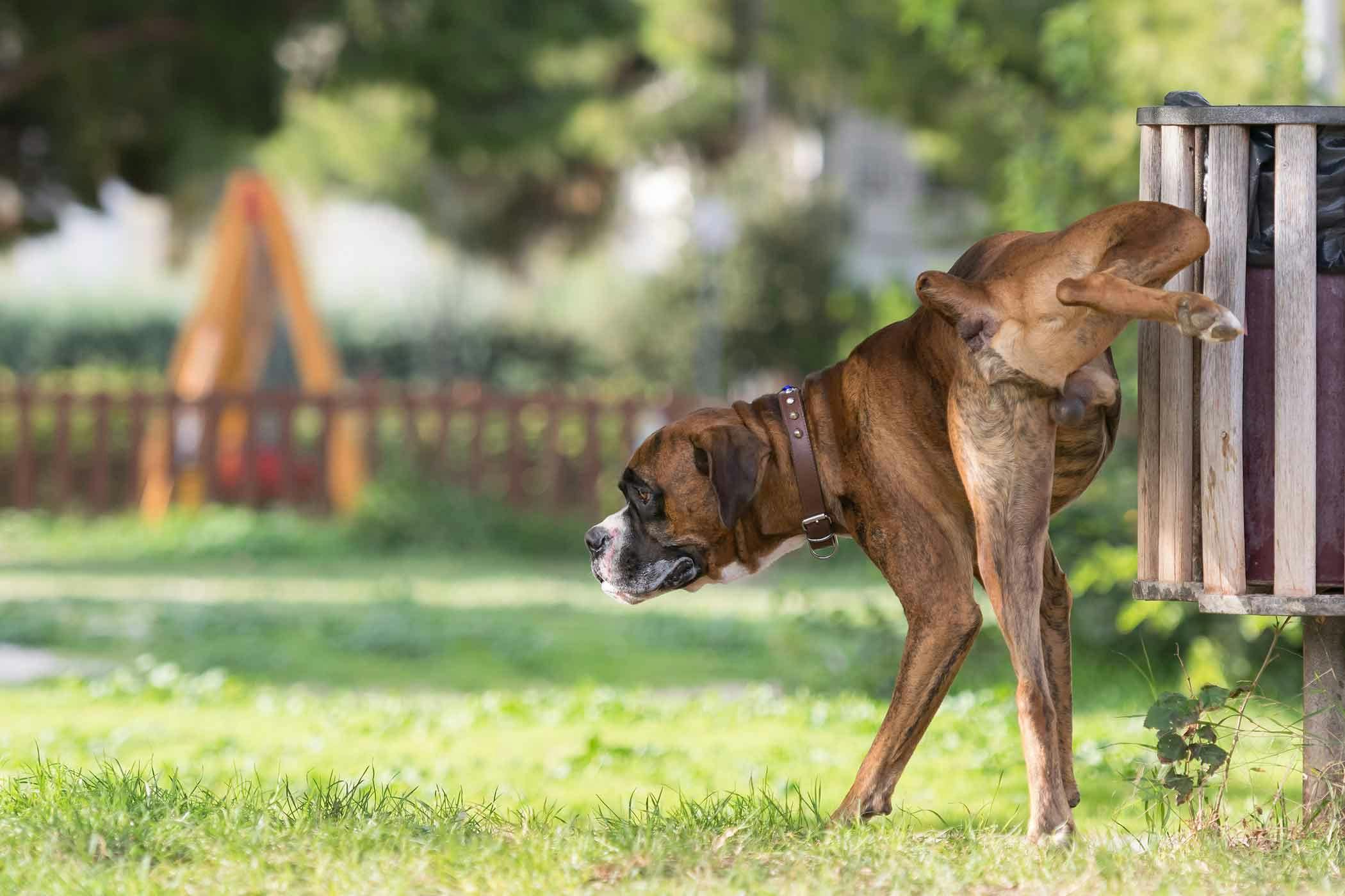 How to Train a Dog to Stop Marking Territory: Expert Tips