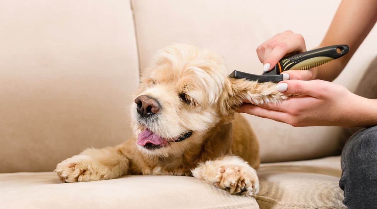 How to Train a Dog to Tolerate Grooming: Easy Steps
