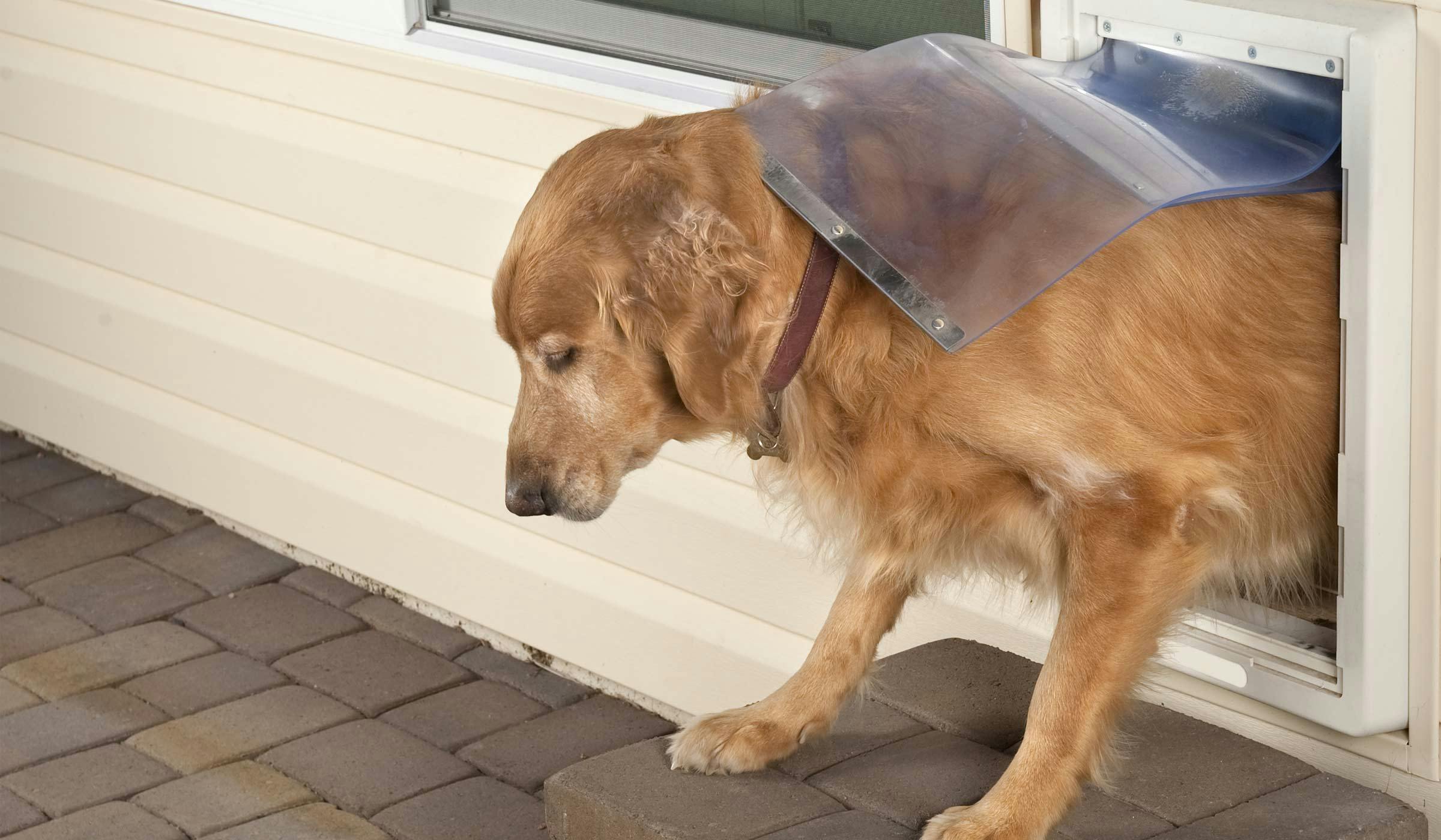 How to Train a Dog to Use a Doggy Door: Quick Tips